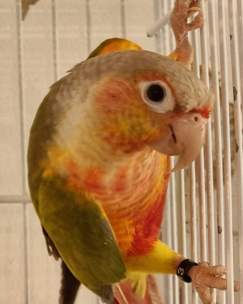 Pyhurra Piña – criaderochicureo