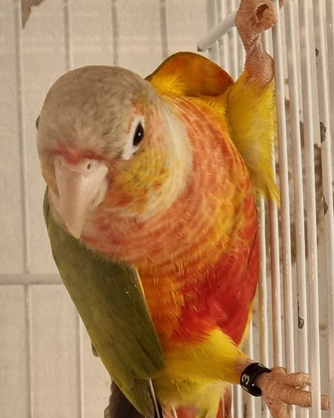 Pyhurra Piña – criaderochicureo