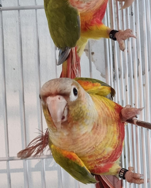 Pyhurra Piña – criaderochicureo